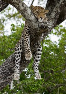 leopard by scott yammin