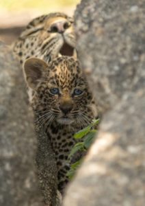 leopard cub and its mother in a tree by matt poole