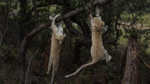 leopard cubs hanging from a tree by matt poole