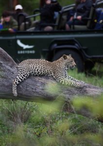 leopard game drive andbeyong kirkmans kamp