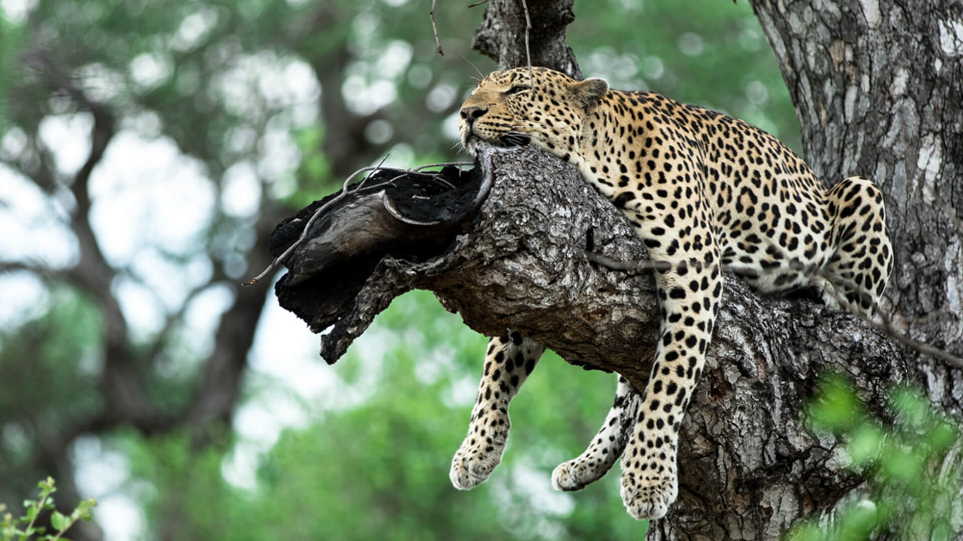leopard in a tree by matt poole