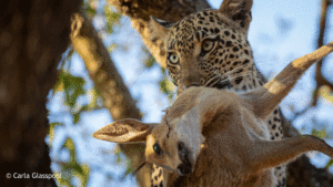 leopard kill by carla glasspool