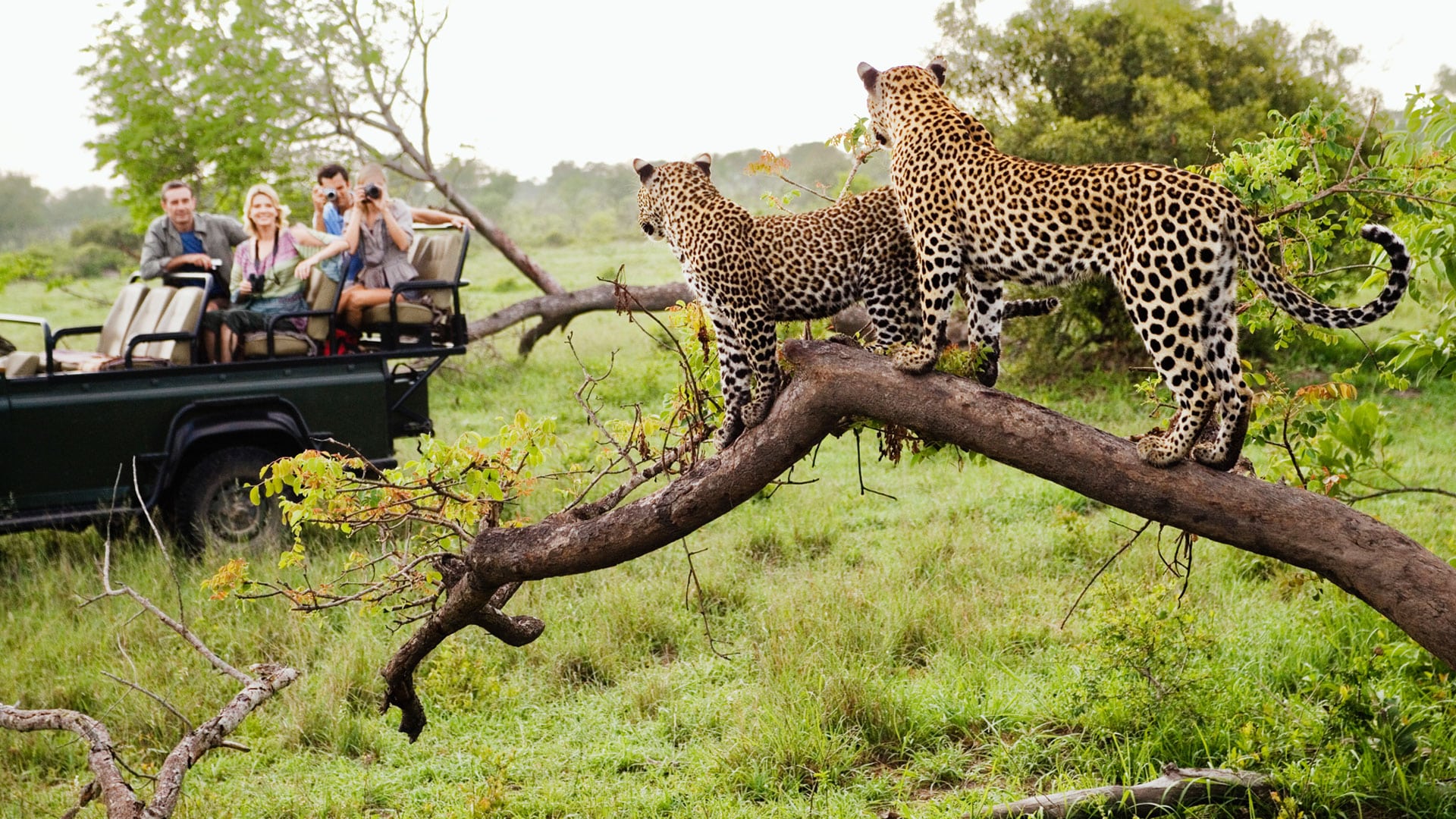 Safari game drive | South African Safari | andBeyond