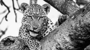 leopard smirking in a tree by scott yammin