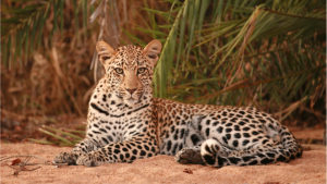 Leopard in South Africa