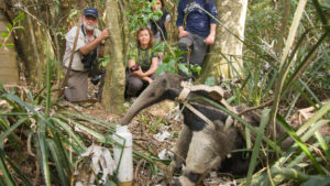 les carlisle watching an ant eater in south america