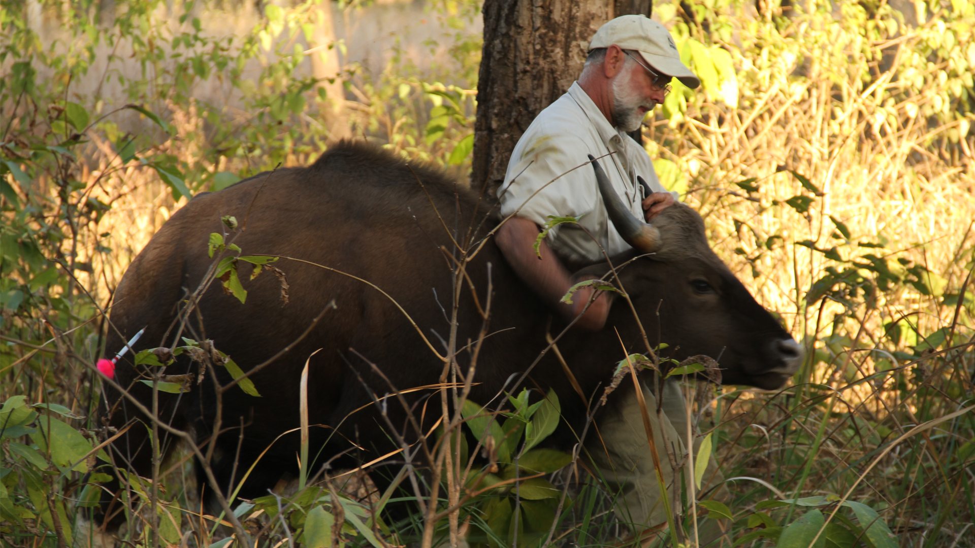 les carlisle with a gaur in india