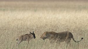 lion and a wildebeest calf