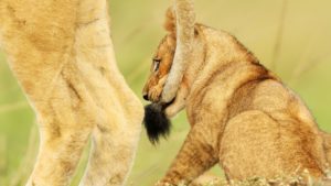 lio cub biting tail of another lion by daryl dell