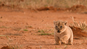 lion cub by jen robertson