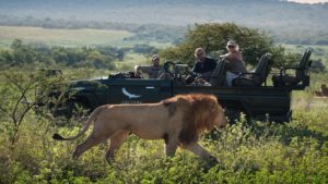 lion game drive andbeyond phinda private game reserve