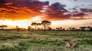 Lion in the grass in serengeti national park