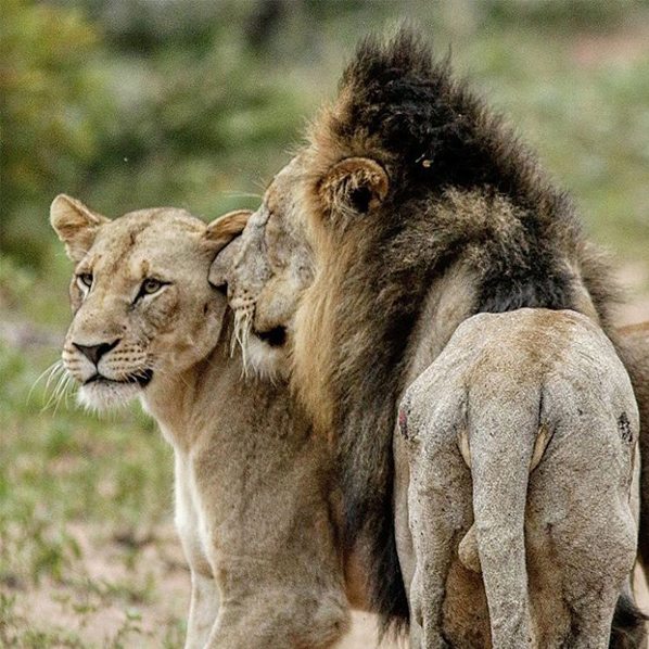 Lion Rendra Join Our Phinda Rock Lodge Takeover | Bateleur Blog