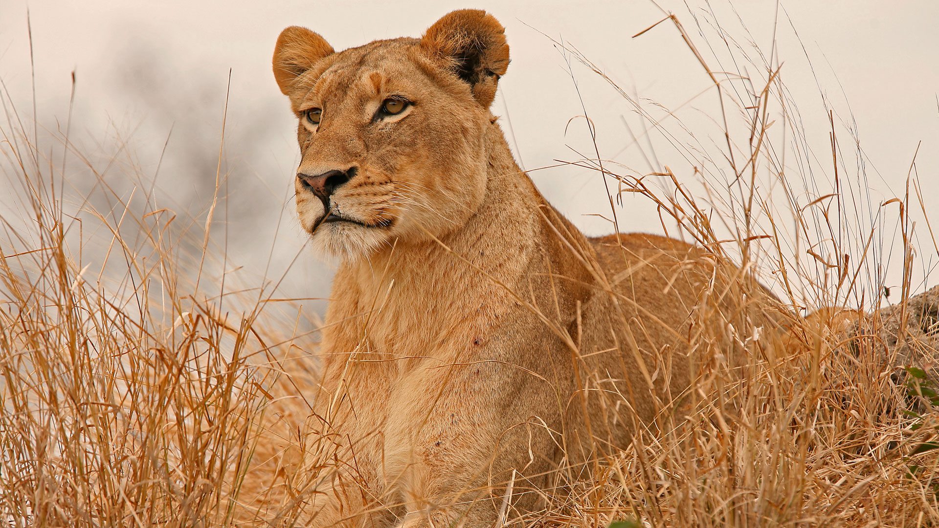 Discover Meru National Park | Bird Species | andBeyond