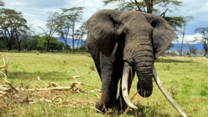 magnificent big tusker elephants