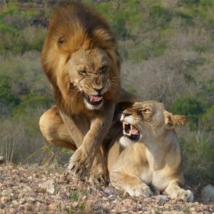 male lion and lioness at phinda by b.mullan