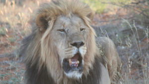 male lion in tswalu kalahari game reserve