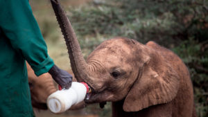 man feeding elephant calf david sheldrick wildlife trust by the safari collection