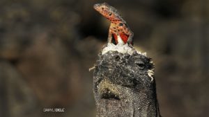 marine iguana with lizard on its head in the galapagos islands