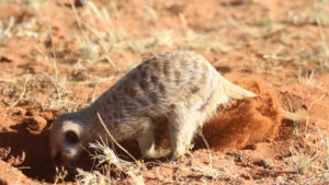 meerkat digging a hole in the tswalu kalahari game reserve