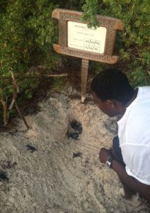 mnemba turtle hatchlings