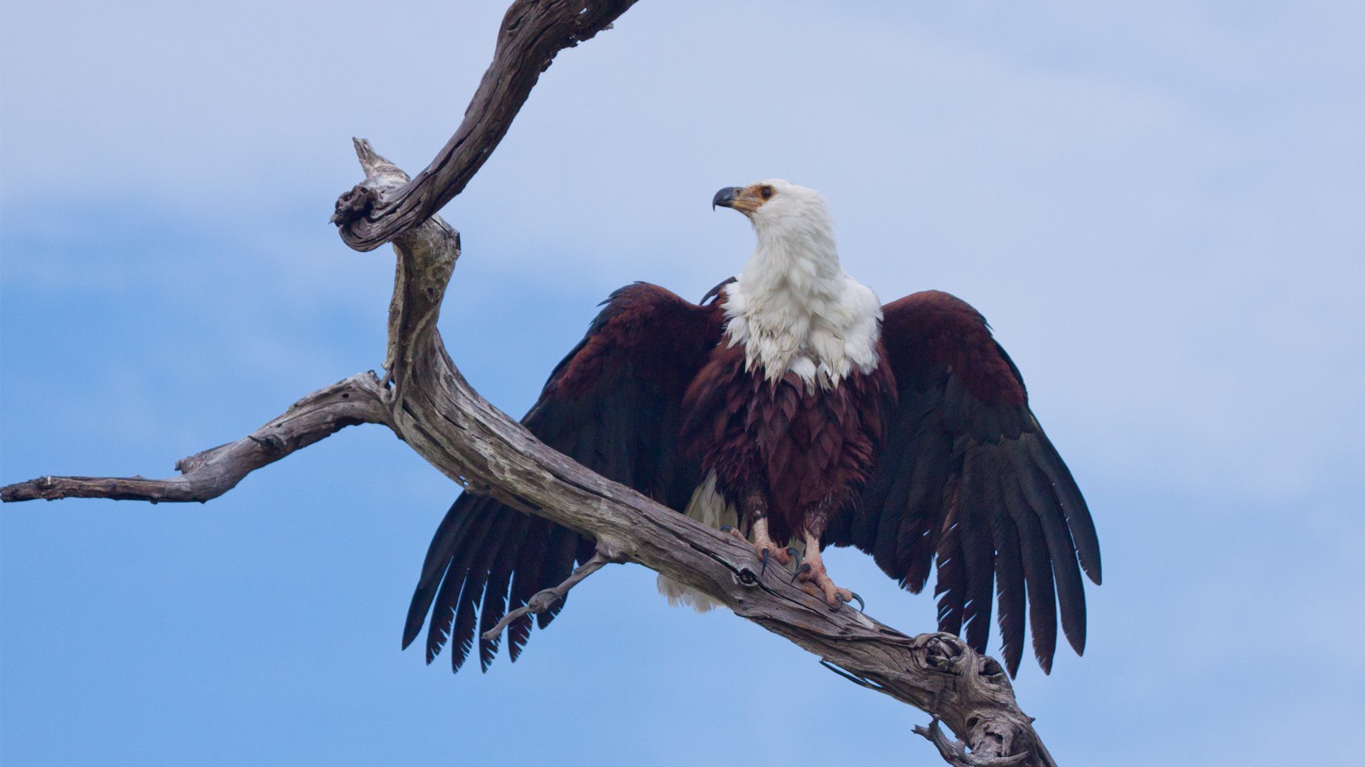 fish eagle in a tree at andbeyond phinda birds of prey
