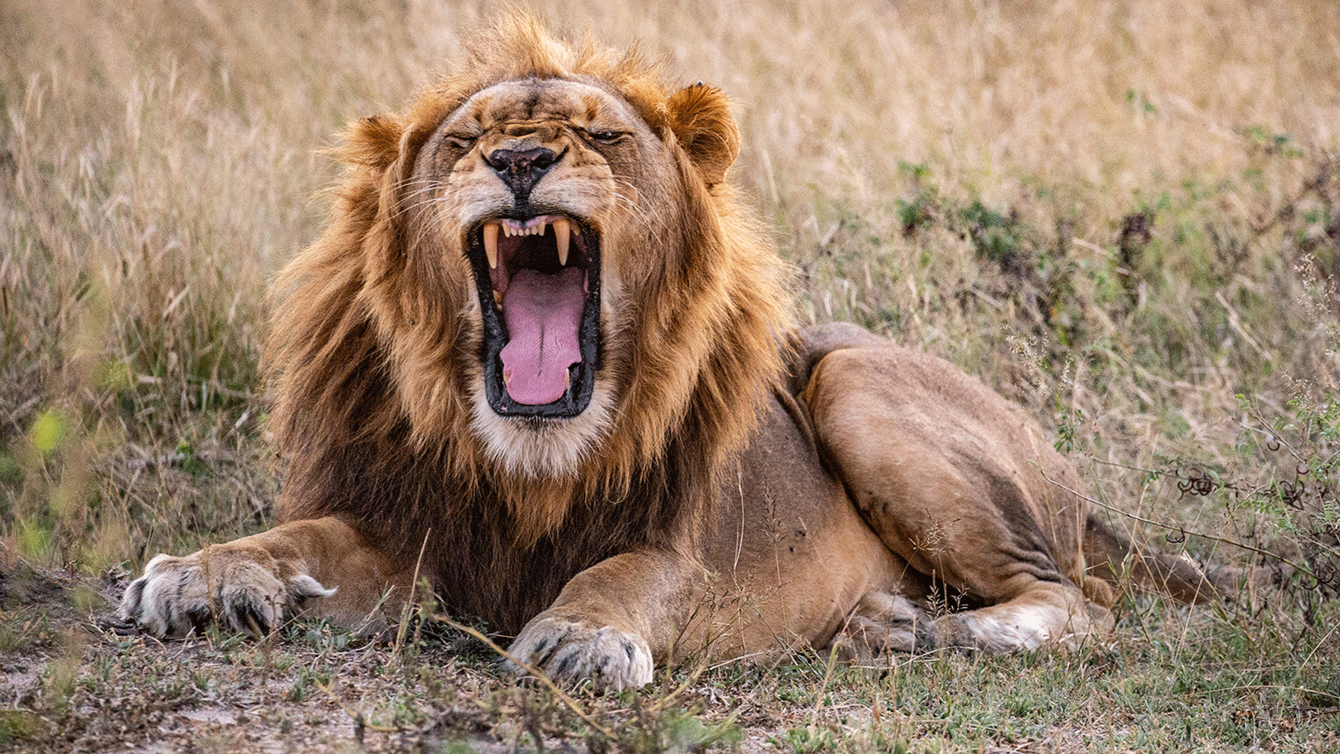 A large male lion yawning while lying down in a grassy area with its paws stretched out