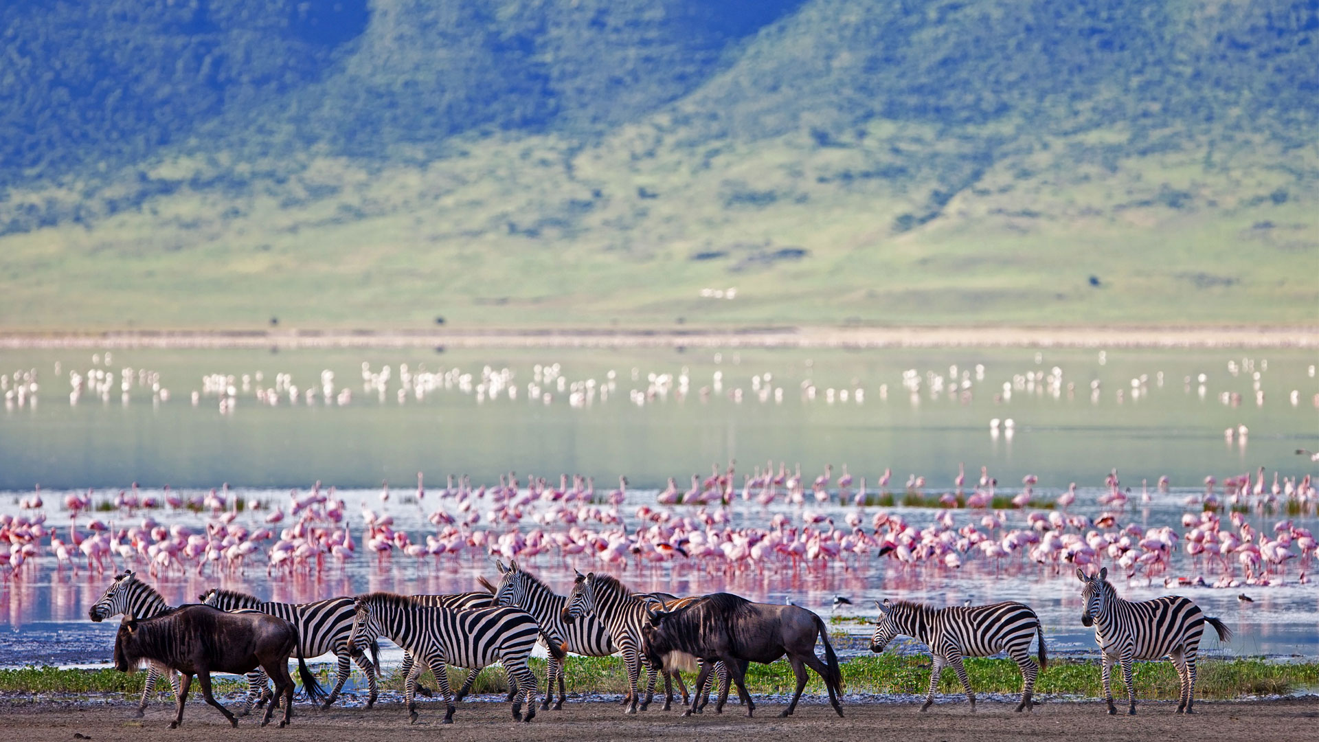 Ngorongoro