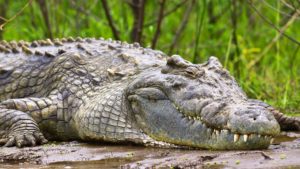 nile crocodile murchison falls national park