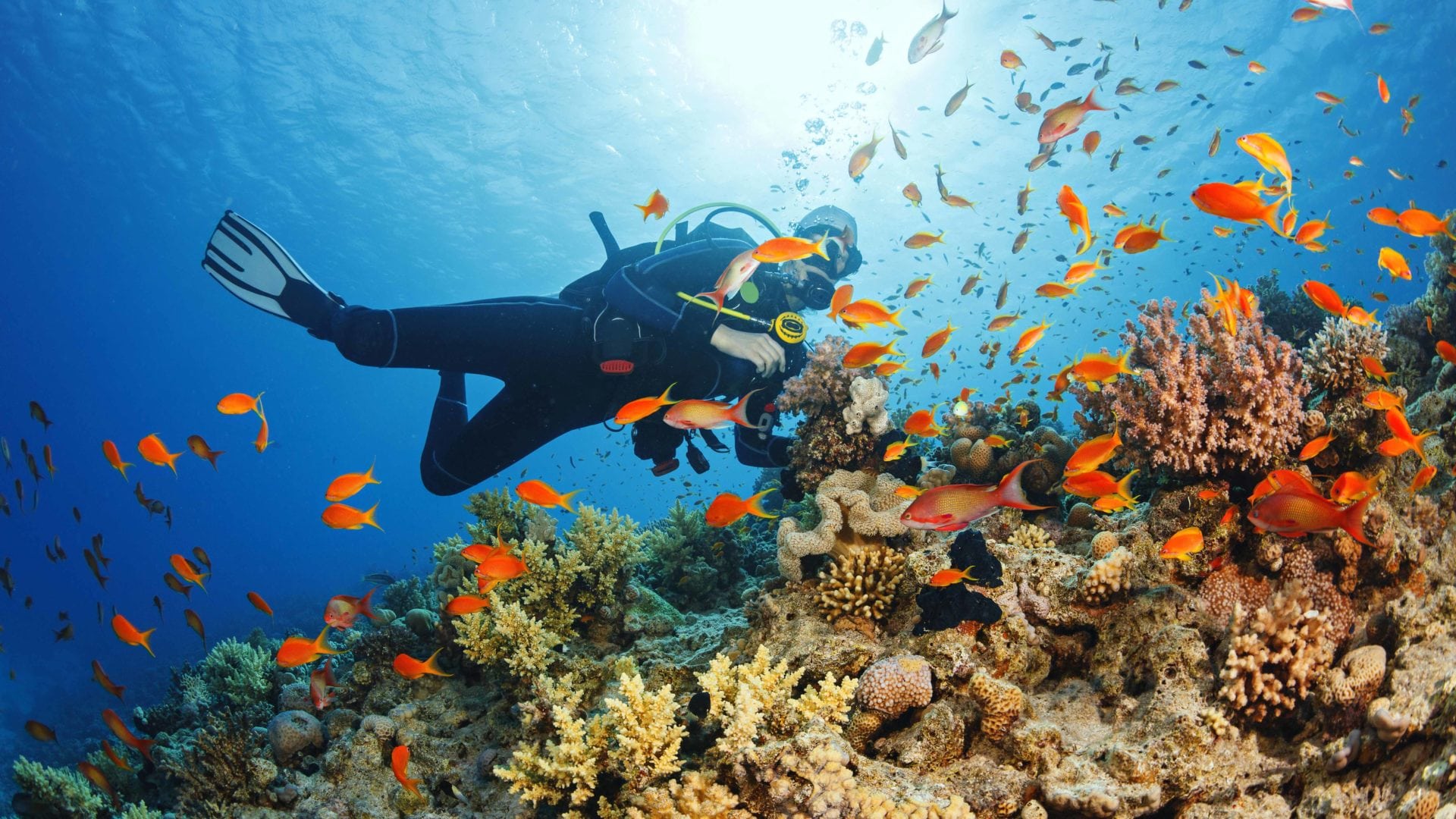 Indian ocean scuba dive, Swodana Bay