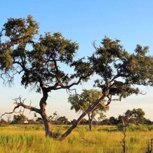 okavango delta landscape by sindy bissett