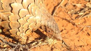 pangolin