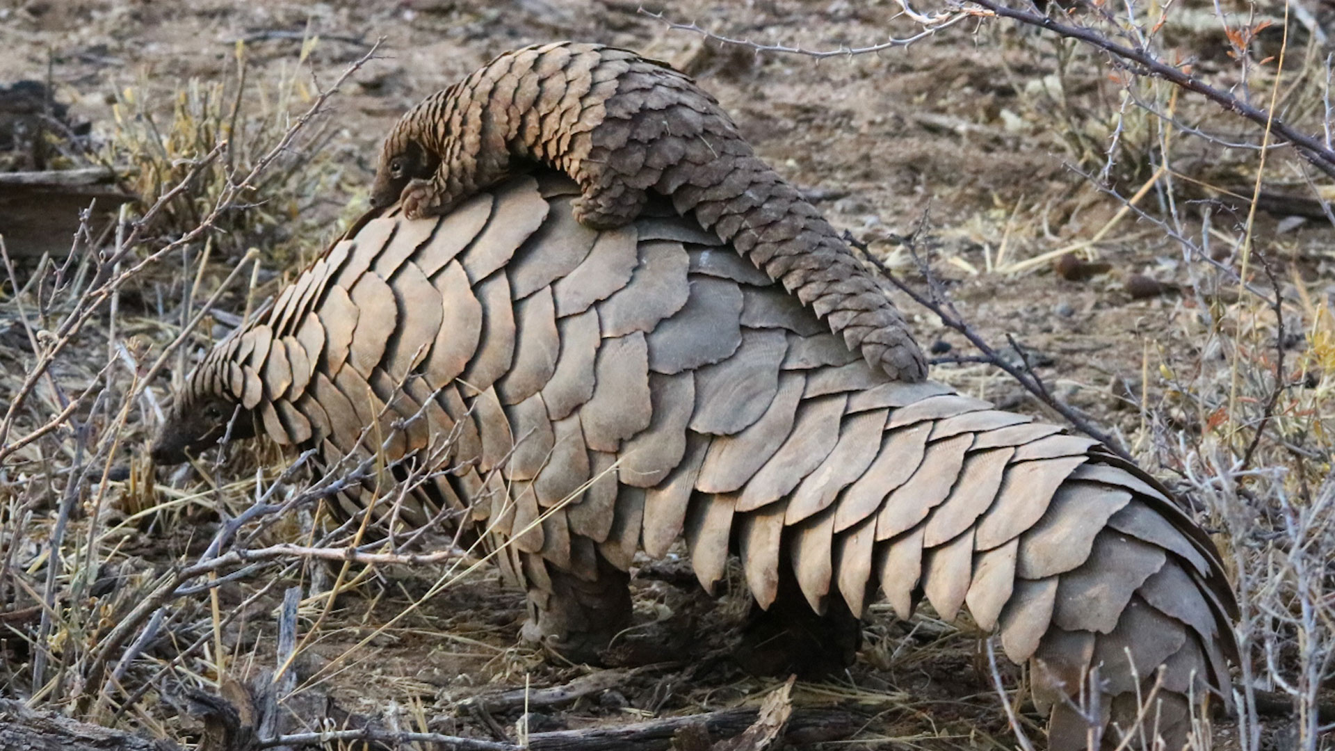 World Pangolin Day Part 1 Join Us For A Live Event On 11 February 2021