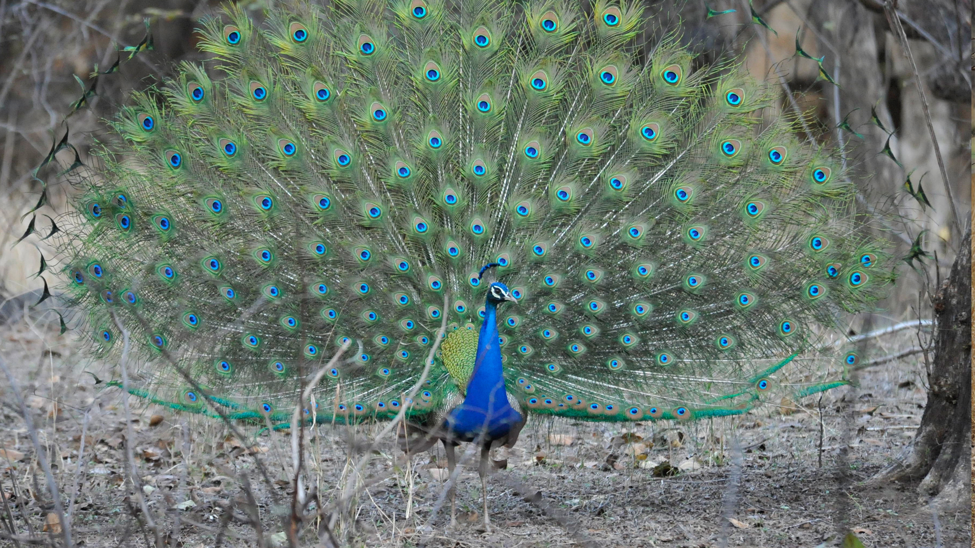 Birding Experience | Ranthambore National Park| andBeyond Birding Experience | Ranthambore National Park| andBeyond