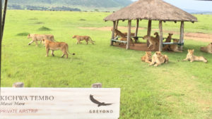 pride of lions on an airstrip in kenya safari by james massek