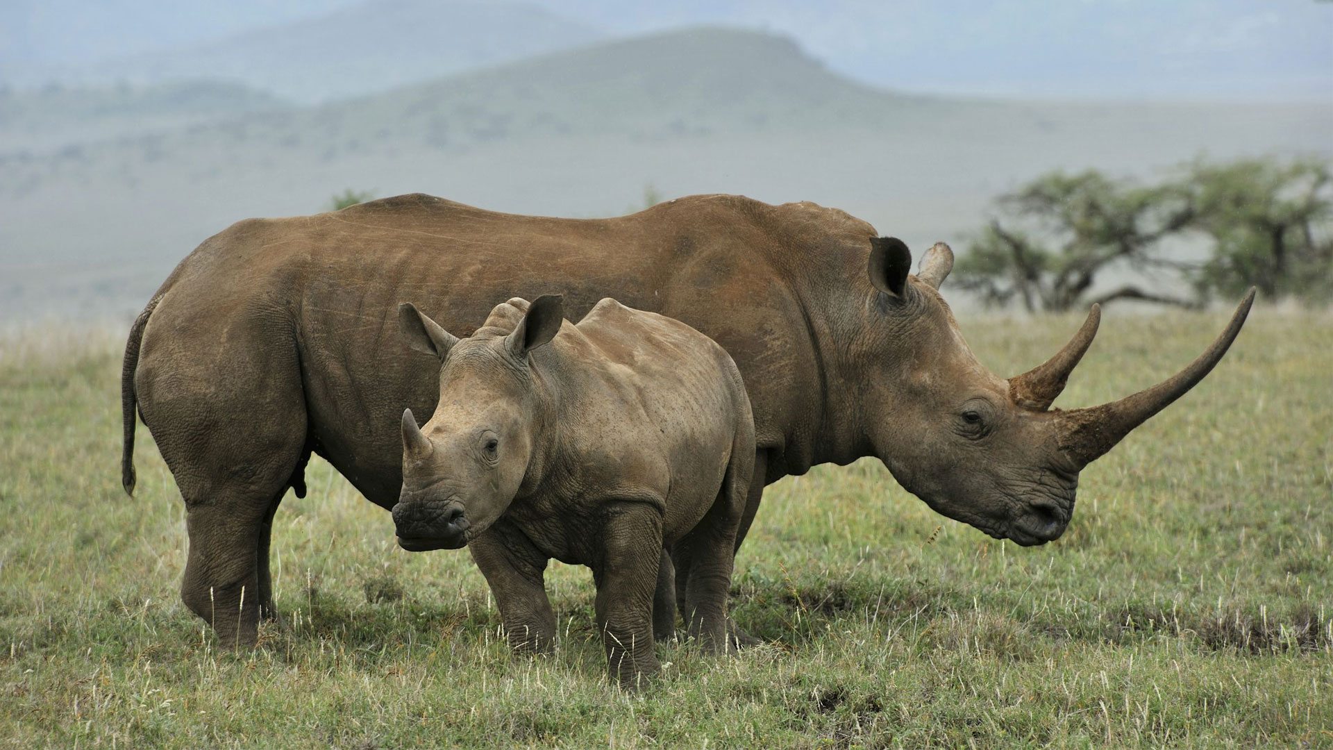 rhino and calf in laikipia