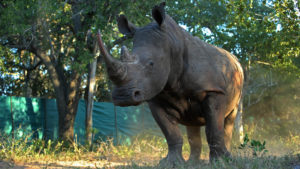 rhino in a boma on the rhinos without borders initiative