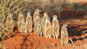 rock star meerkat colony in tswalu kalahari game reserve