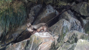 seal in south america