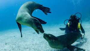 Seals playing under water with scuba diver magical Ecuador and Galapagos