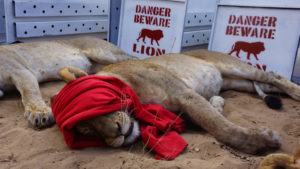 sedated lion donated to rwanda by andbeyond