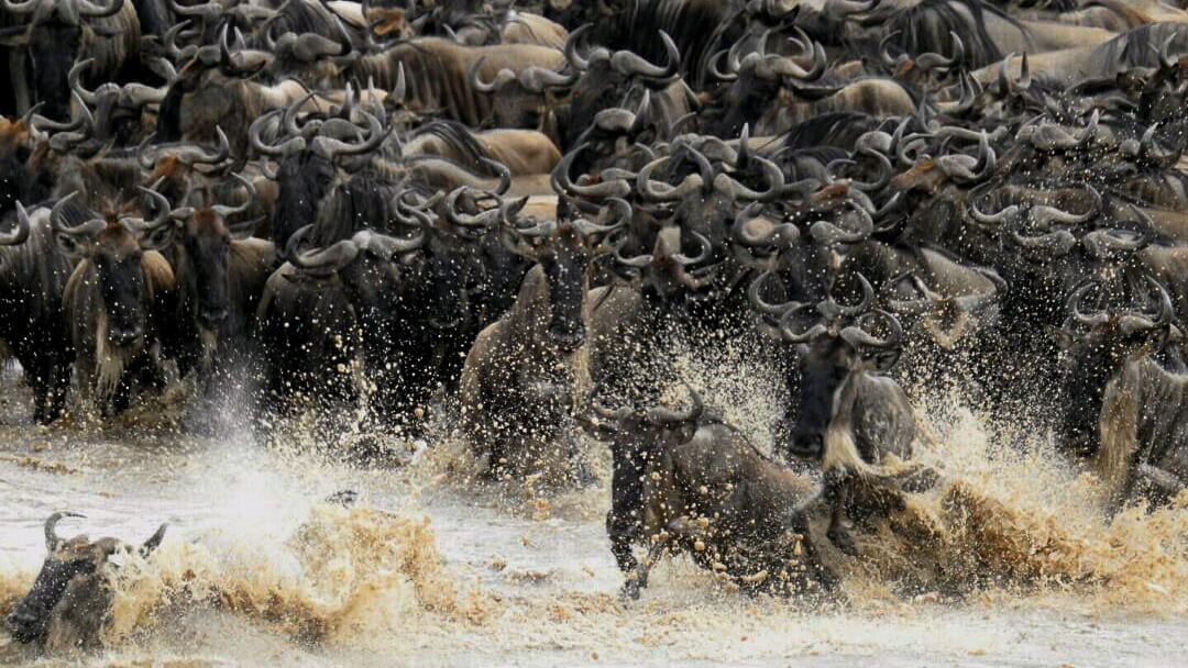 Kings Of The Jungle 10 Day Lion King Tour Through The Masai Mara