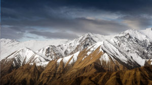 snow leopard ladakh leh india himilayas