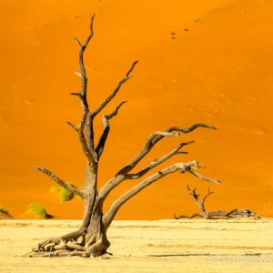 sossusvlei tree by carla glasspool