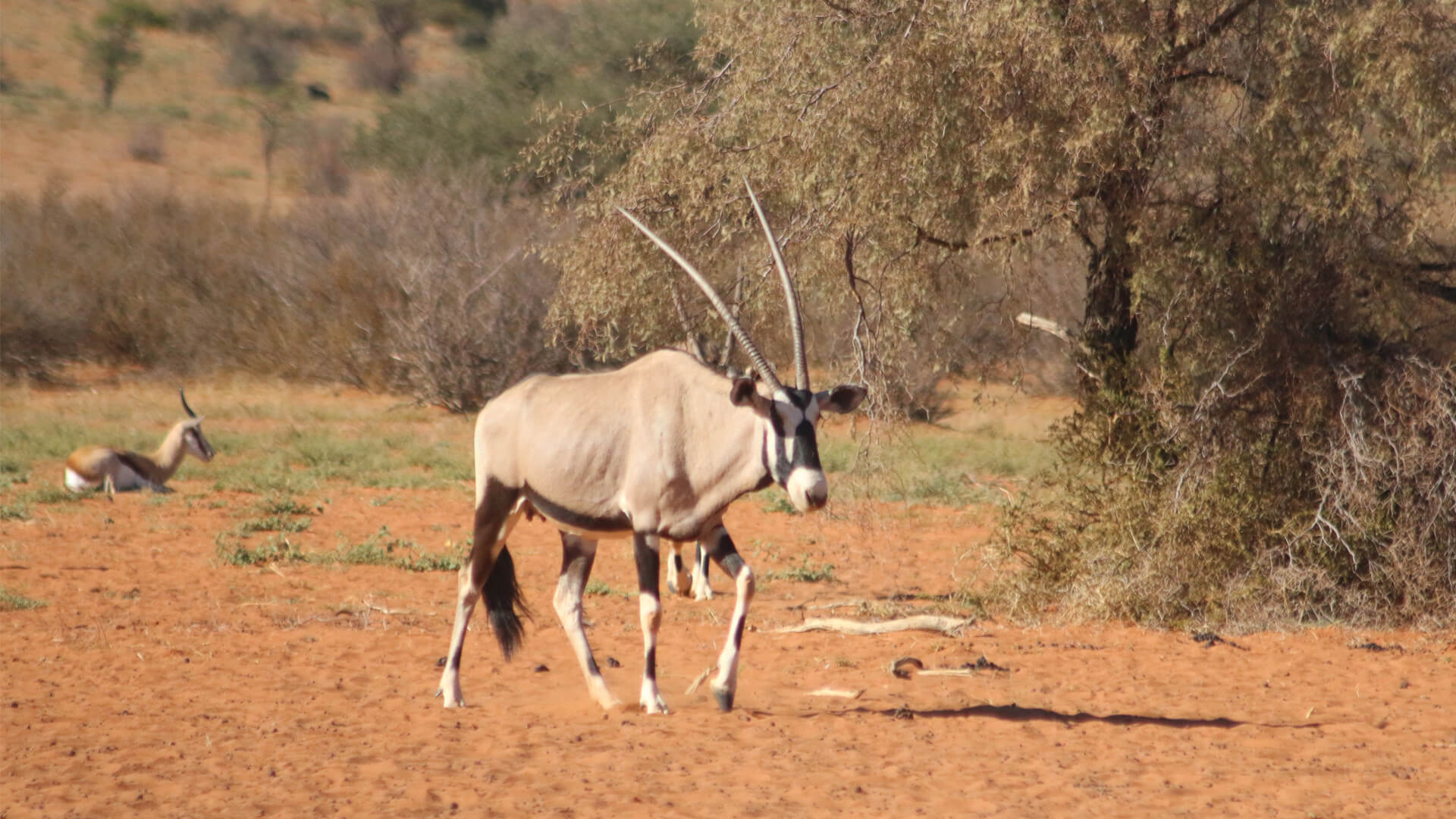 Springbok Del Kalahari