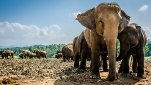 Sri Lanka Elephants