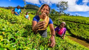 Tea Plantation in Ceylon, Sri Lanka