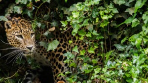 Sri Lankan Leopard