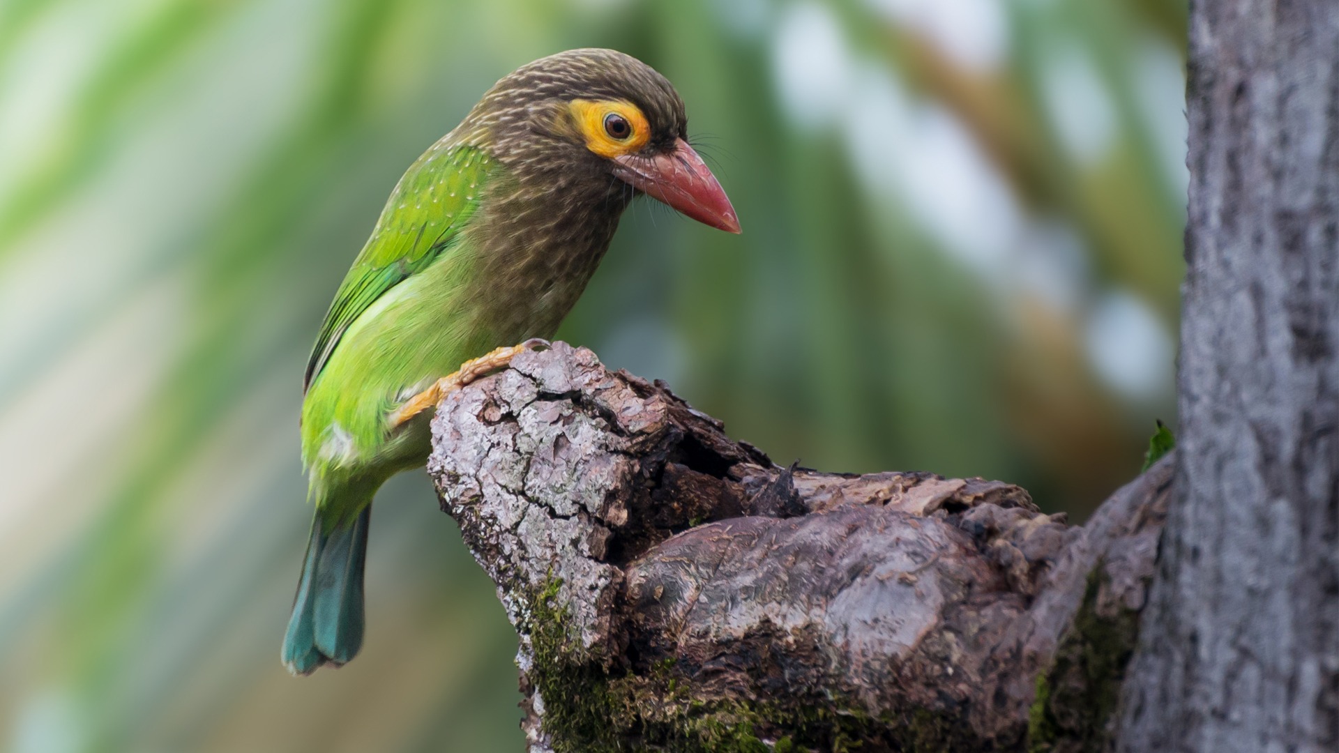 Beyond Average Birding in Sri Lanka