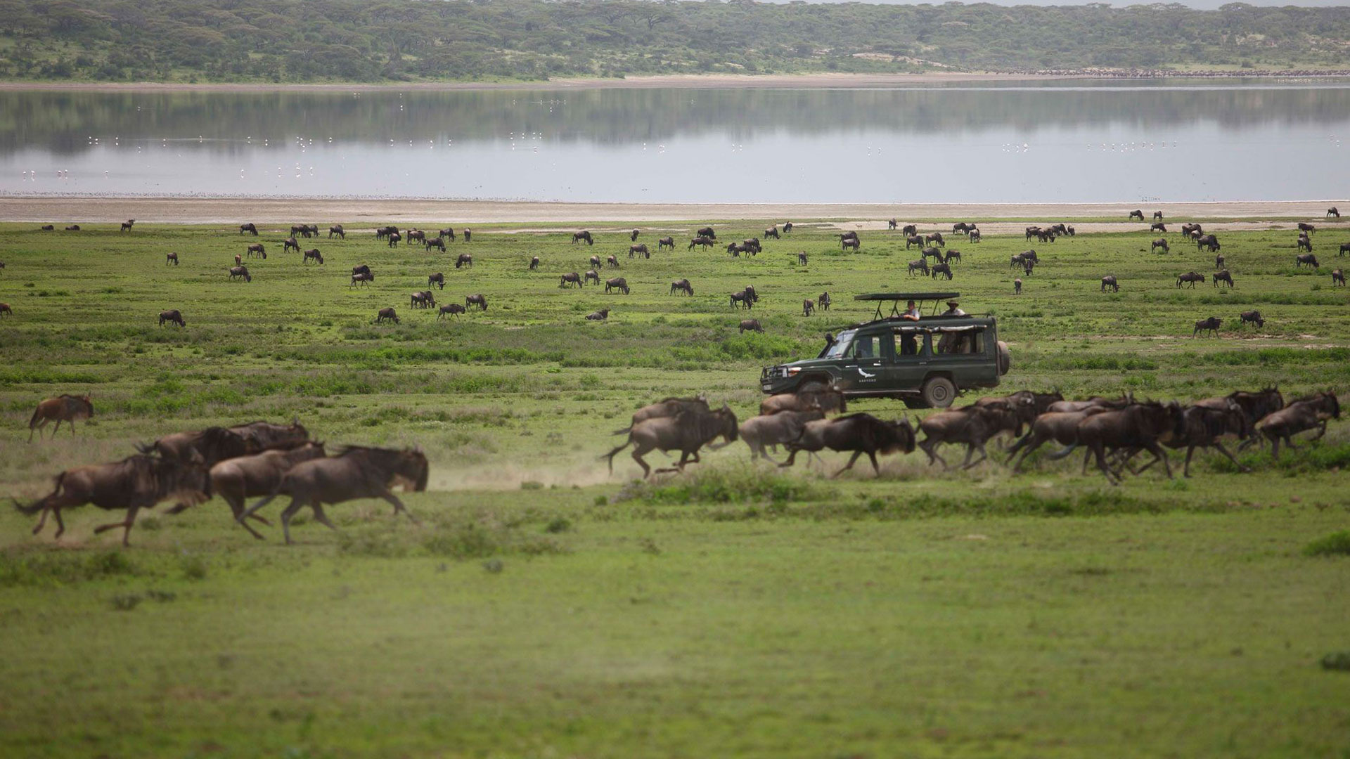 tanzania explorer safari great migration